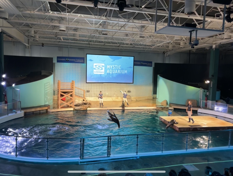 A California sea lion jumps mid-way in the air at one of Mystic Aquarium's shows.