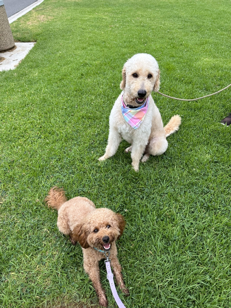 A small brown dog (mini goldendoodle) and larger white dog (full-sized goldendoodle) wearing a bandana smile for the camera on a blanket of green grass.
