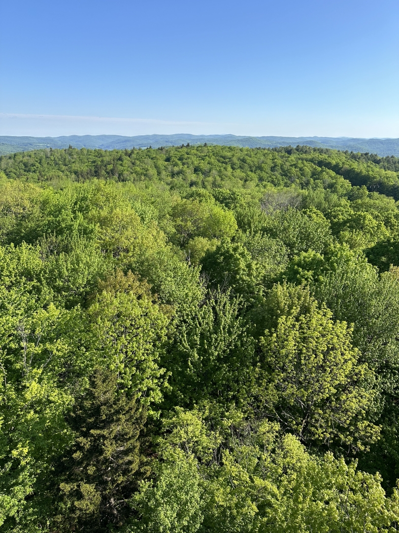 The view of many green trees from the top of Gile Mountain.