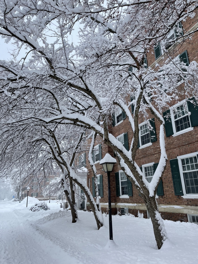 sydney wuu snowy tree