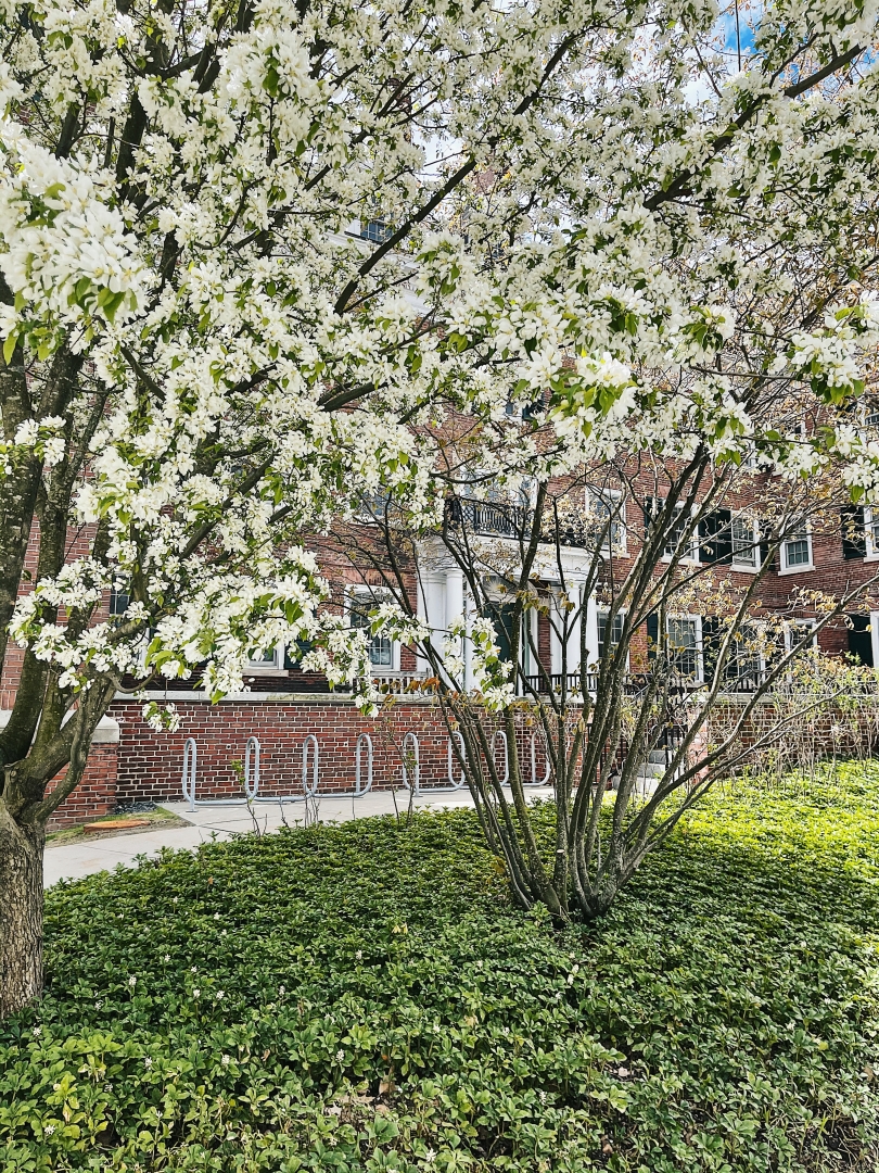 sydney wuu spring flowers