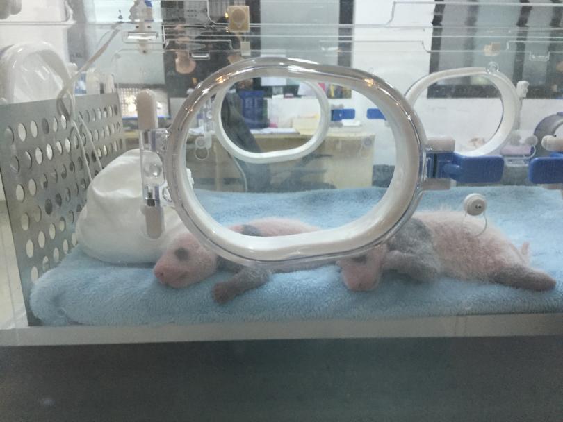 baby Pandas