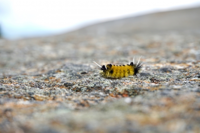 Caterpillar on Mt. Cardigan