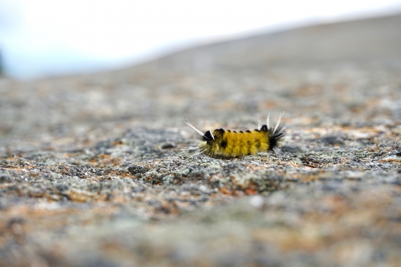 Caterpillar on Mt. Cardigan Caterpillar on Mt. Cardigan