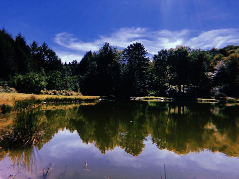 tsp reunion pond