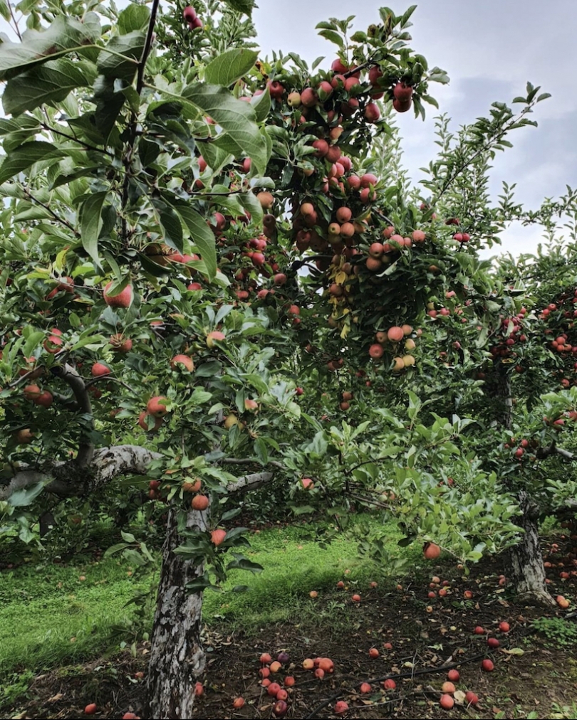 an apple tree