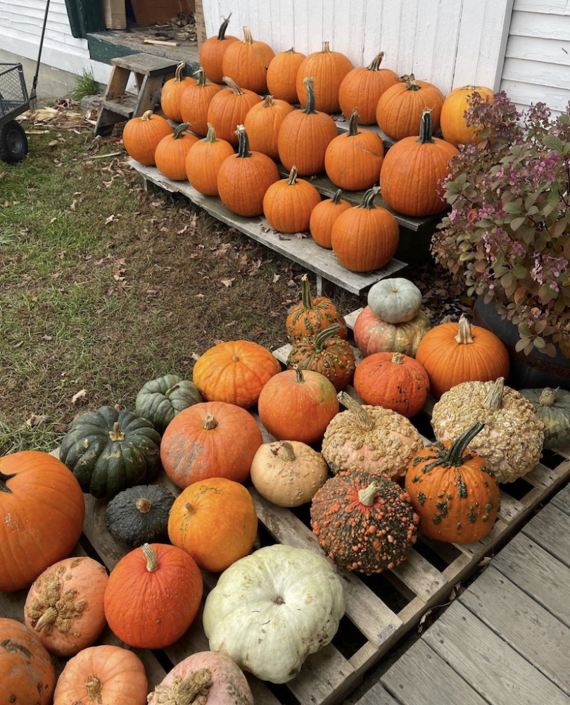 a pumpkin patch