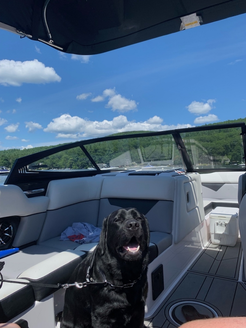 Dog on a boat on a lake