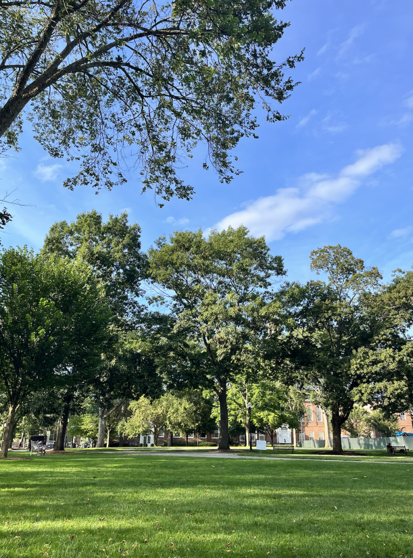 A photo of a sunny day on the Green, with trees in the foreground and a bright blue sky in the background.