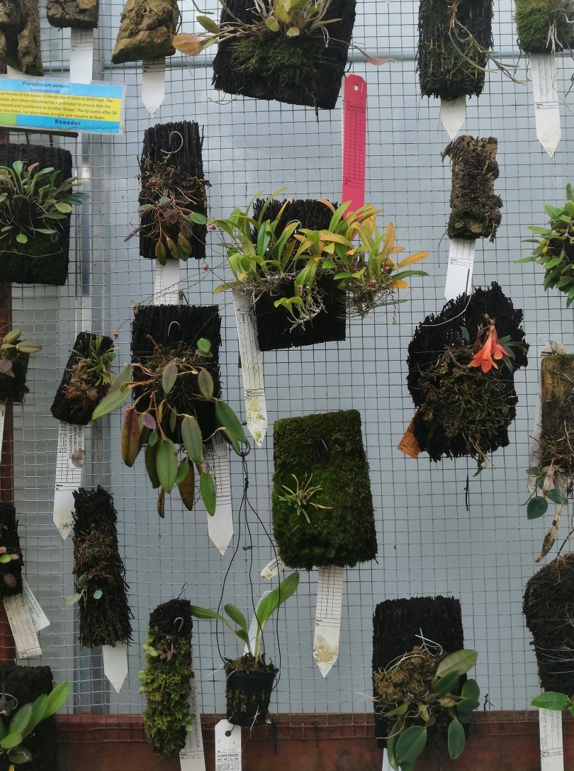 A display of various orchids and other epiphytic plants mounted on vertical surfaces, each with individual labels, inside a greenhouse.