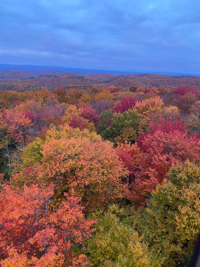 Photo of fall trees from Gile watchtower
