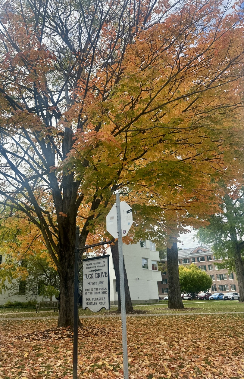 Vibrant fall foliage on Tuck Drive with yellow leaves covering the ground and trees glowing in autumn colors.