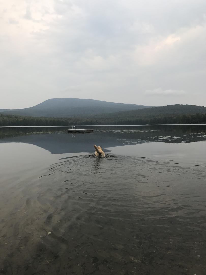 Dogs for Days Cabin and Dog