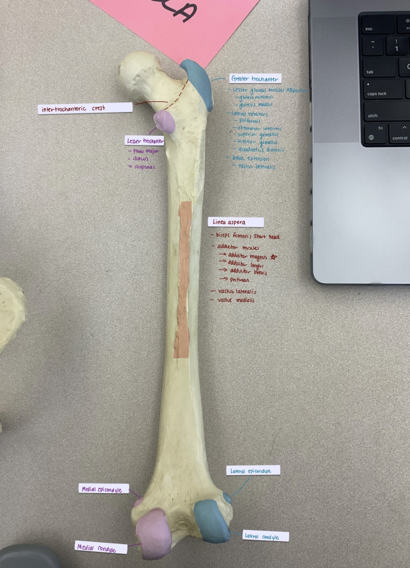 femur
