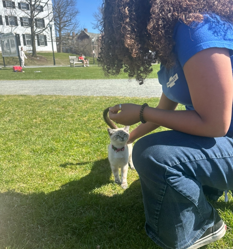My friend petting a white cat on the sunny grass on the Dartmouth Green.
