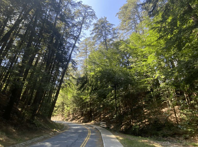 a view of the road that leads to the Connecticut river, with the sun shining through the trees