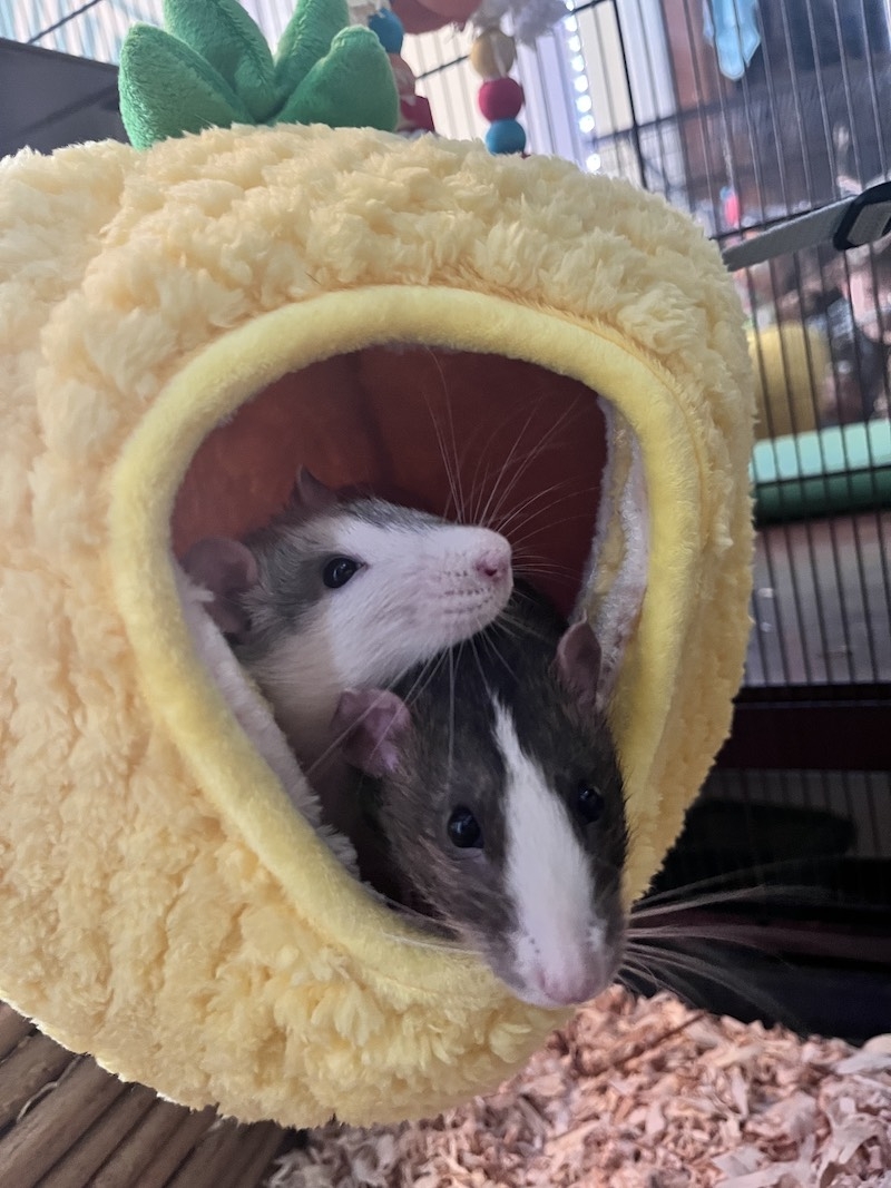 two fancy rats inside a pineapple hammock in their cage. The white rat with grey markings around his eyes is named Lactose-Free Vanilla Greek Yogurt, and the dark grey one with the white triangle on his nose is named Calico Jack.