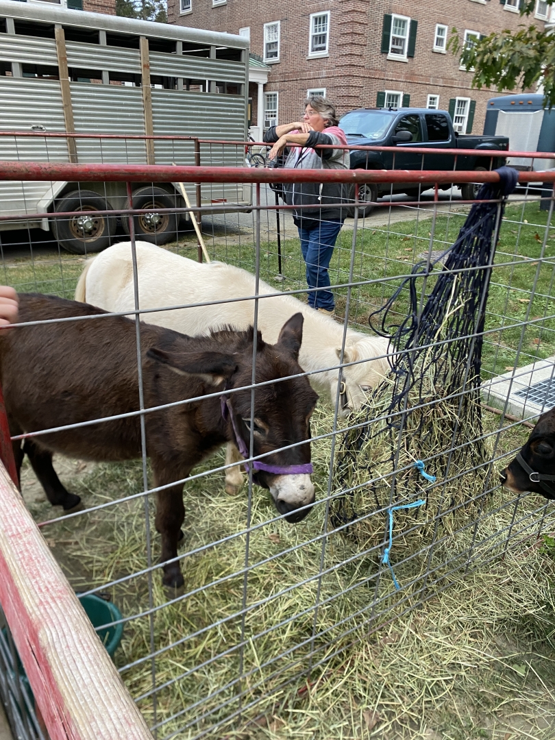 Animals