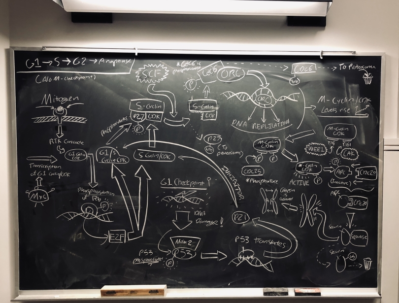 A biology diagram on a blackboard. 