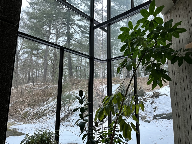 A view of a snowy hill out a window. Inside, there is a tall green plant resting against the glass