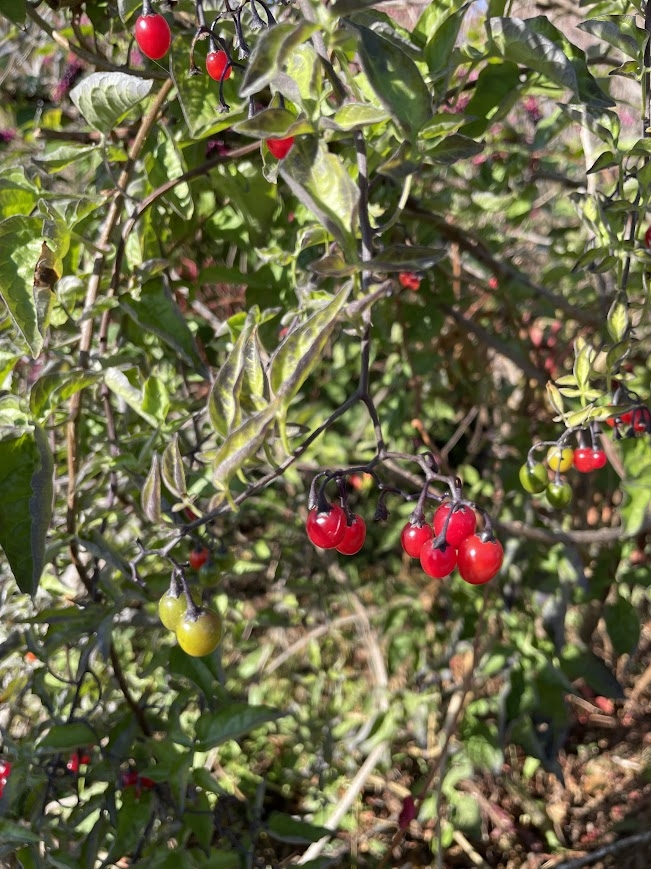 a picture of a branch of red fruits against green background