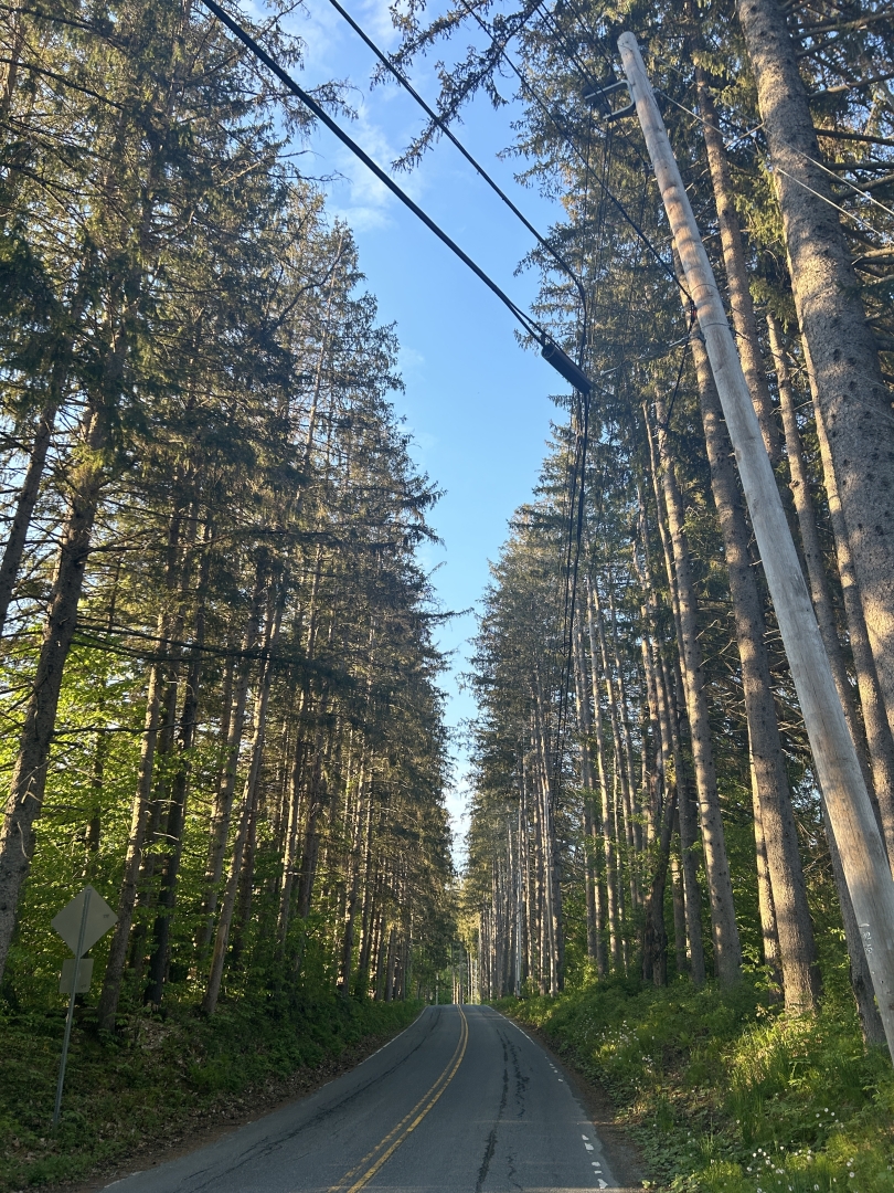 Trees lining Vermont road 