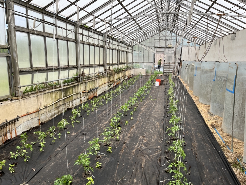 A picture of the inside of a large, glass greenhouse. There are dozens of strings tied to the ceiling that connect to small green plants in the ground