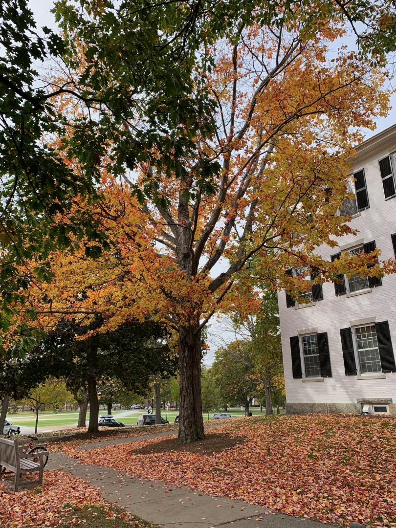 Fall Foliage on Campus