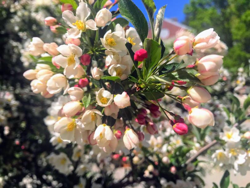 Dartmouth Flowers