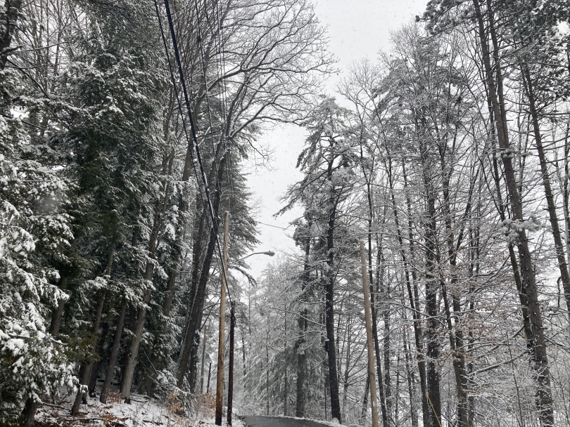 Occom Pond view of trees