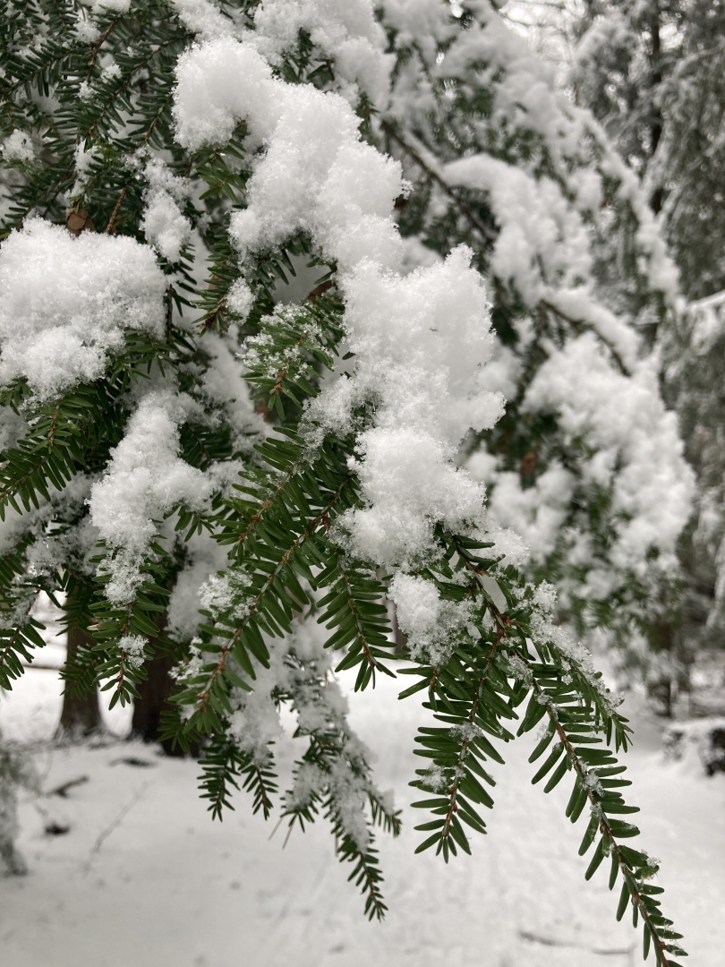 Close-up of tree with snow on it