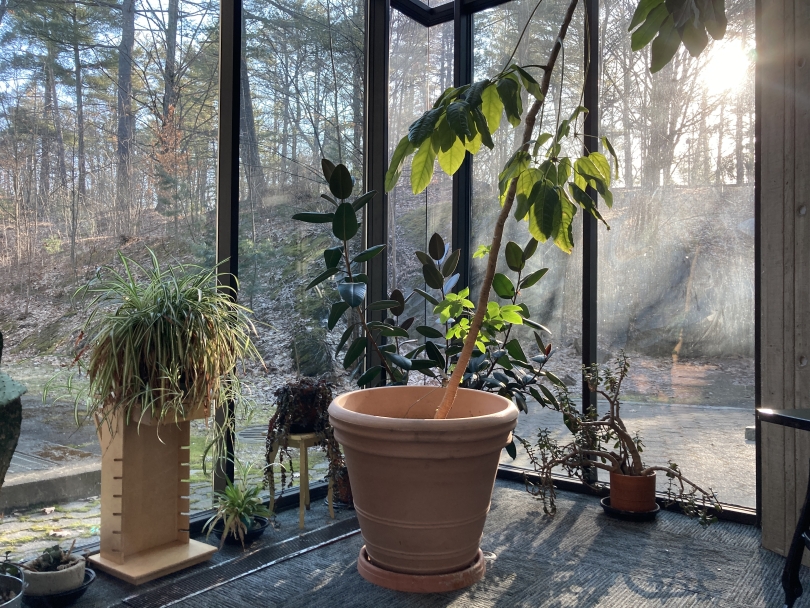 Three plants illuminated by a large window in the Fairfield Tower