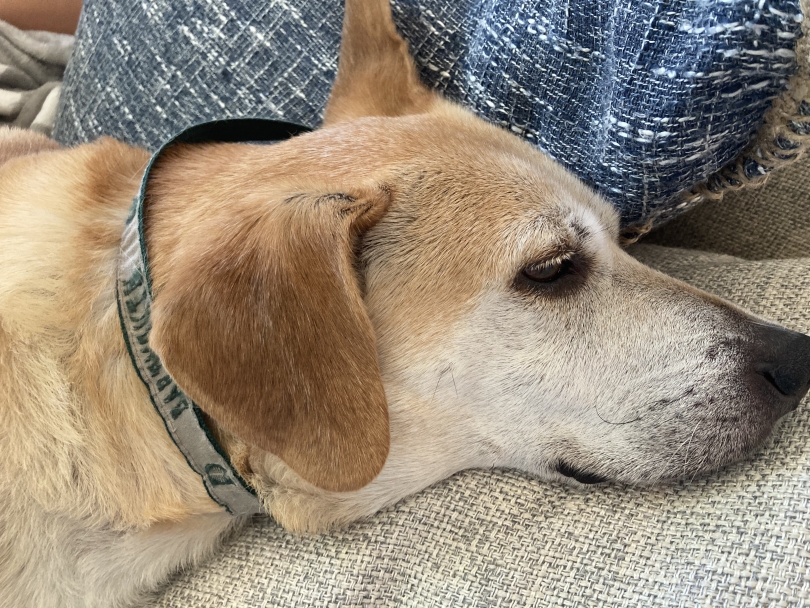 My dog loves his Dartmouth collar! My dog loves his Dartmouth collar!