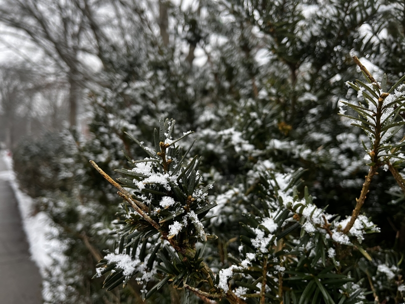 An image of close-up branches dusted with snow