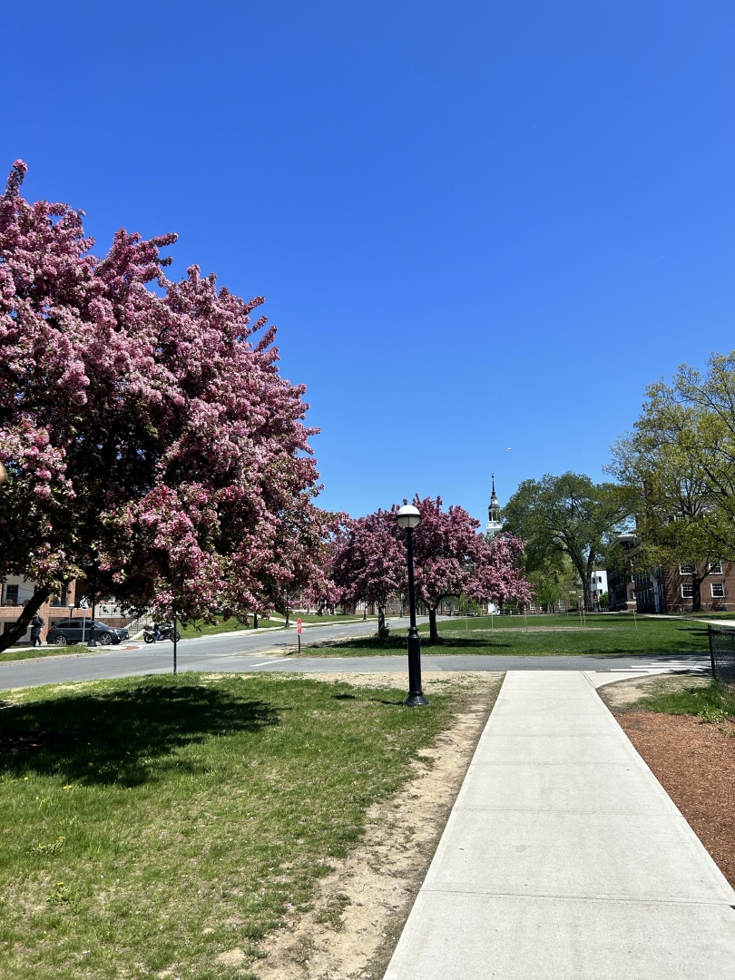 A picture of trees and spring view.