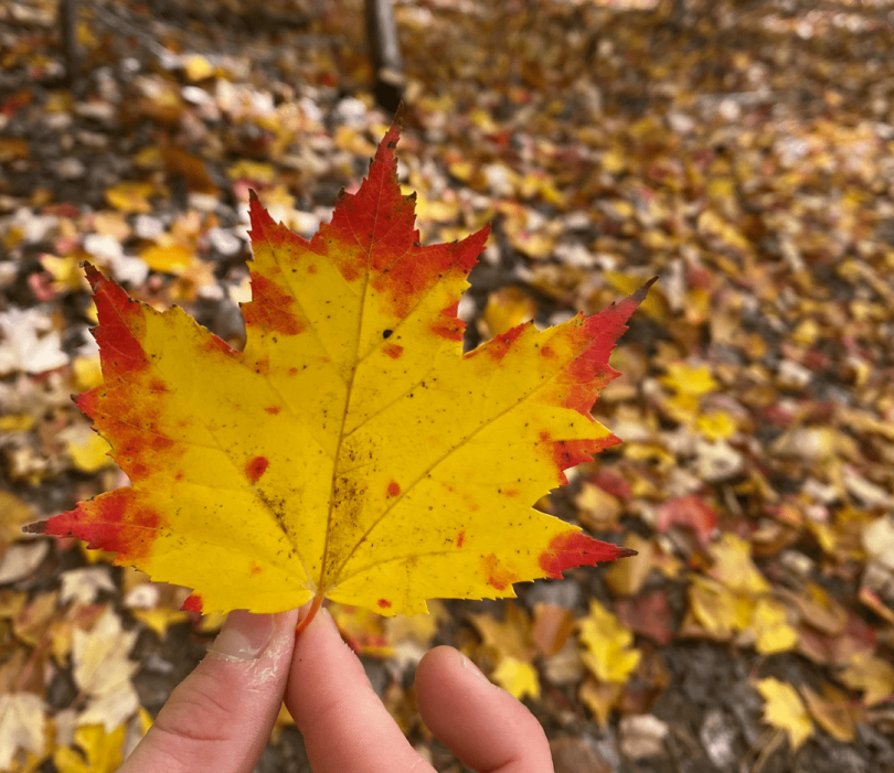 Beautiful yellow and red leaf
