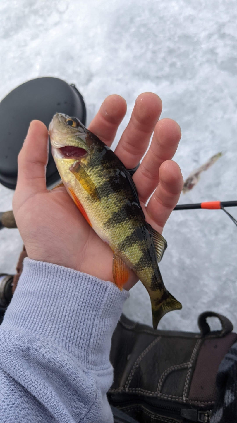 Caught a beautiful Yellow Perch (totally the biggest fish of the day...)