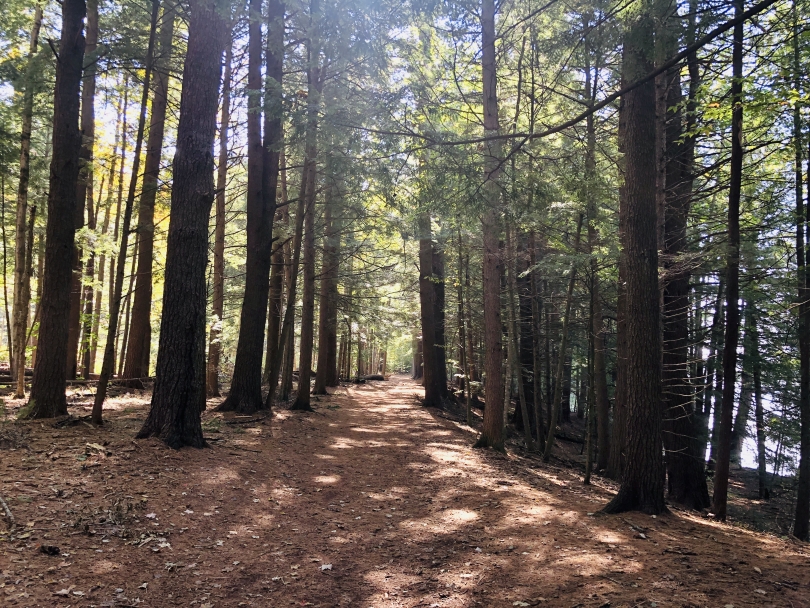 A nettle-covered path is illuminated by chinks of sunlight in a pine forest. 