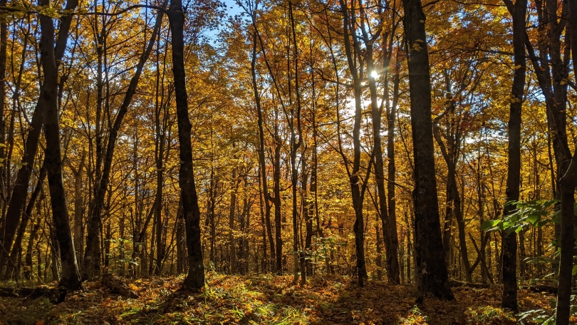 Mesmerizing fall foliage photo of yellow trees