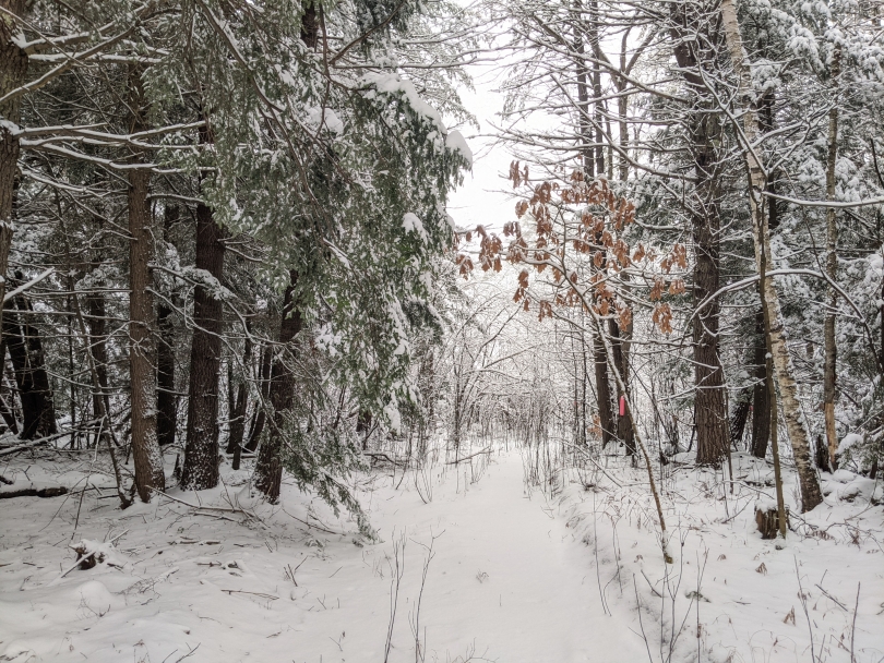 Snowy trail off in the woods by the Summit Apartments