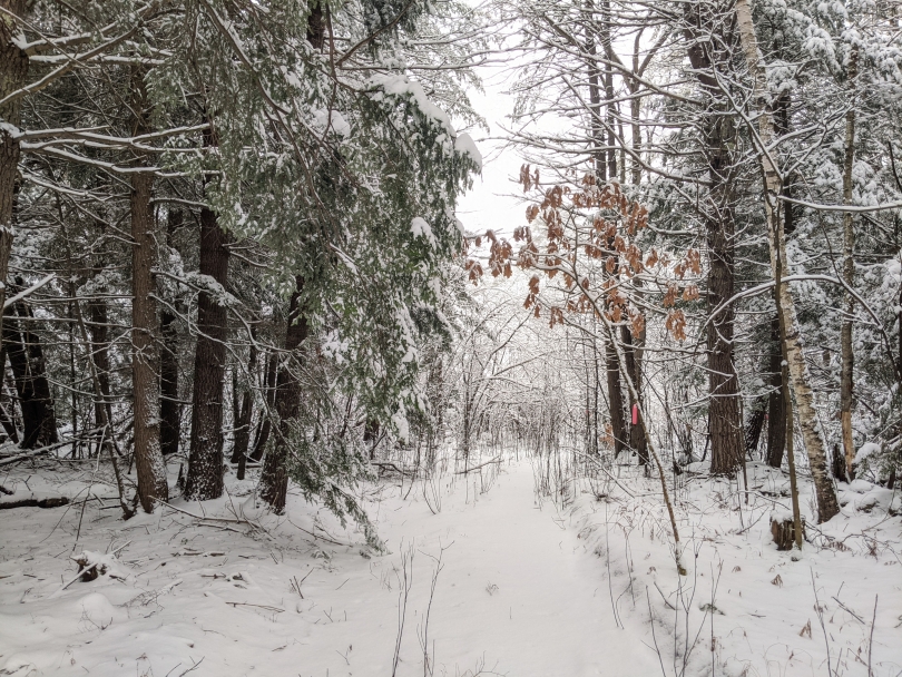 Snowy trail off in the woods by the Summit Apartments 