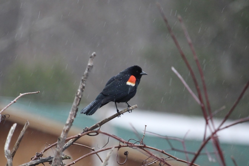 A picture of a red-winged blackbird perched on a tree, the silhouette of a house is visible in the rainy background