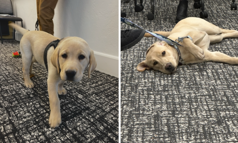 Lizzy as a puppy on the left and then Lizzy lying on the floor of our classroom as a full grown pup