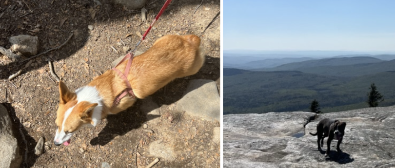 Two dogs, a red corgi and another dog on Mt. Cardigan
