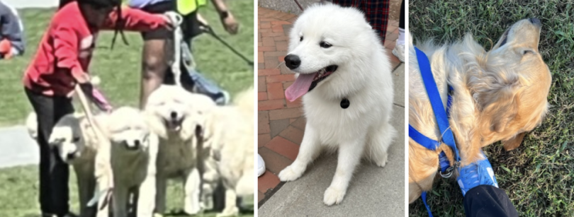 Three photos of dogs: 4 fluffy white dogs on the green, a fluffy white dog, and a golden retriever on the green