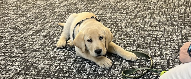Lizzy the yellow lab puppy on the floor of our classroom