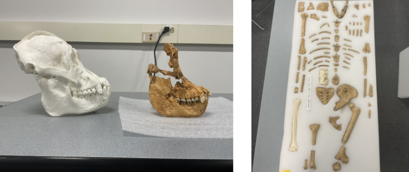 Sivapithecus skull and an orangutan skull and Lucy, the famous Australopithecus afarensis