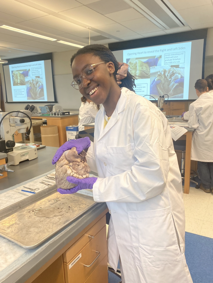 A picture of me in a white lab coat holding a cow heart that I was about to dissect.