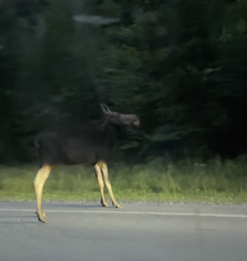A picture of a moose