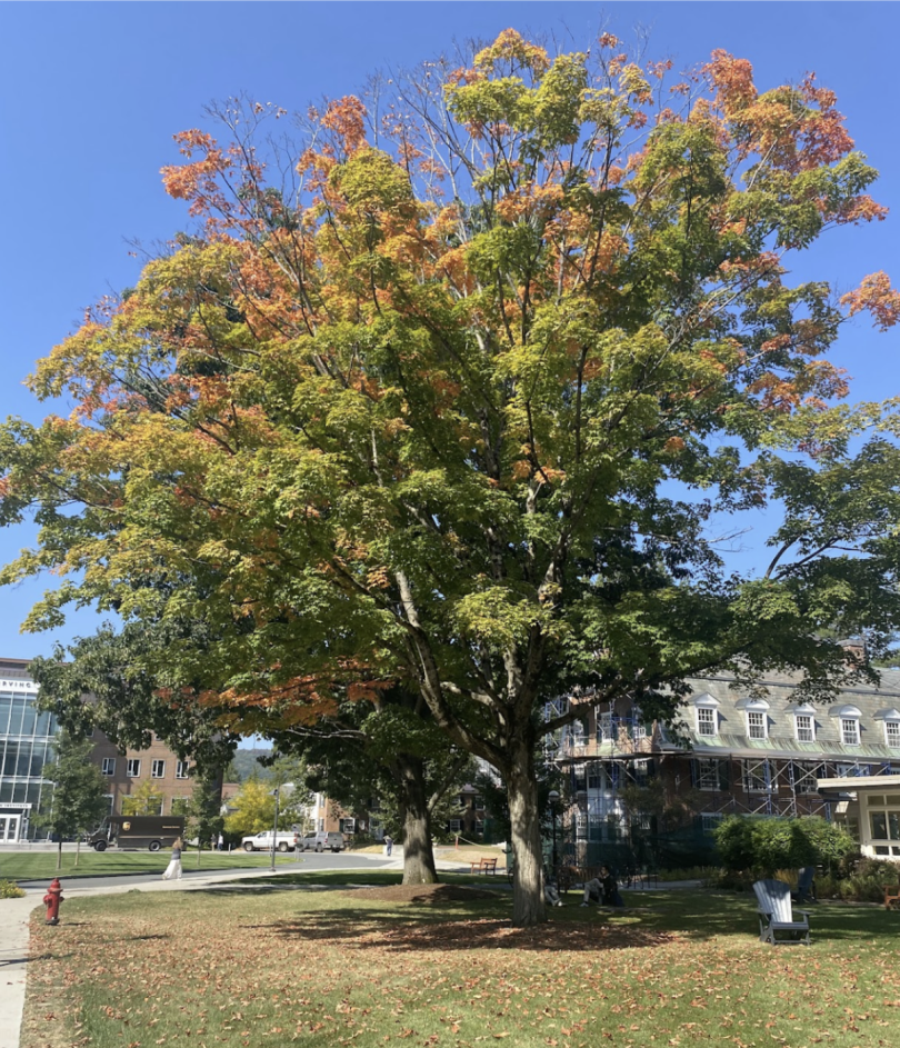 A large tree outside, with some leaves turning red